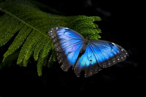  ¡El Valle de las Mariposas Azules: Un Viaje Mágico y Profundo en la Historia Colombiana!